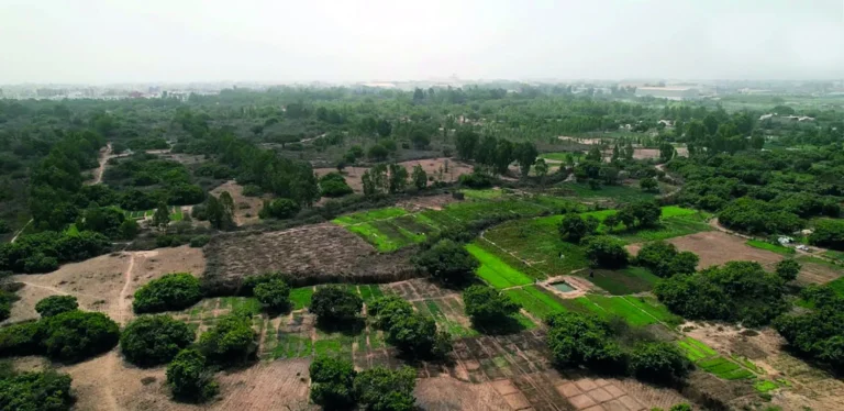 Dossier – Forêt classée de Mbao : le dernier poumon vert de Dakar sous pression (Audio)