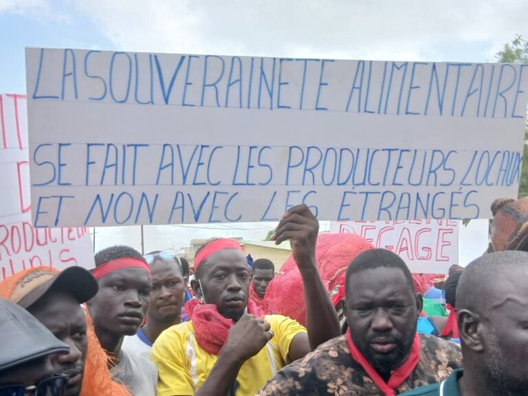 Production d&rsquo;oignons : les maraîchers des Niayes se mobilisent contre les géants de l’agrobusiness